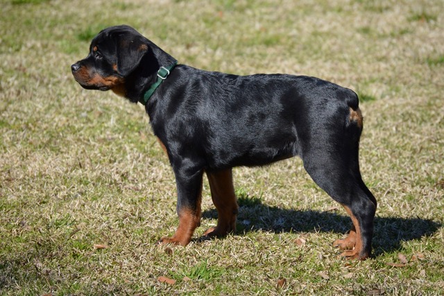 Obsidian von Warterr aka Biscuit at 15 weeks old