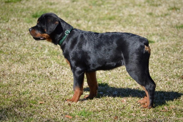 Obsidian von Warterr aka Biscuit at 15 weeks old