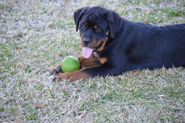 Obsidian von Warterr aka Biscuit at 15 weeks old