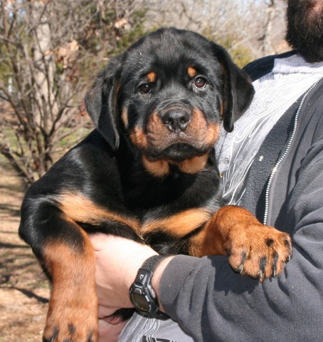 Obsidian von Warterr aka Biscuit at 12 weeks old