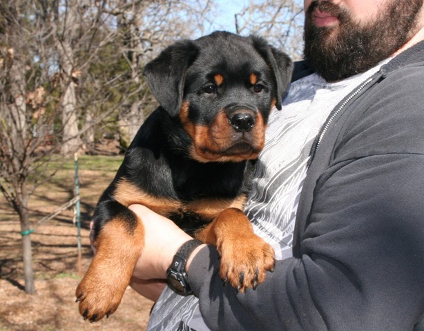 Celine X Arkan Pink Collar Female at 12 weeks