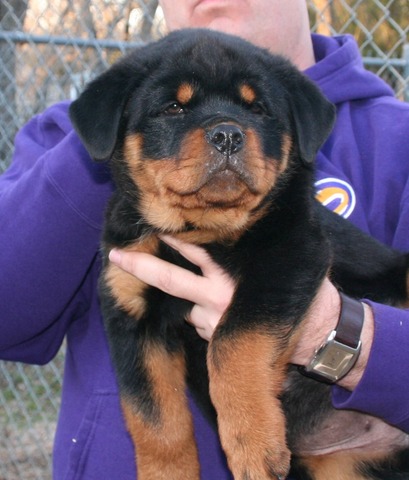 Celine X Arkan Black then Orange and Blue Collar Male at 10 weeks old