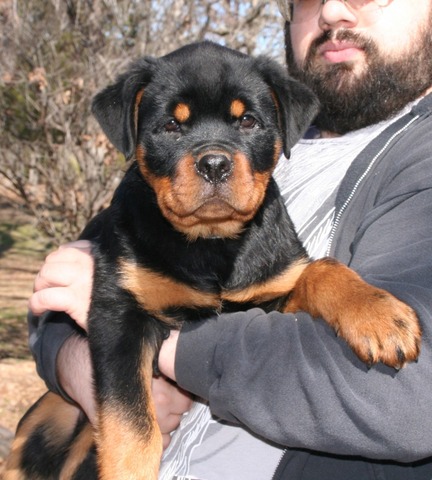 Celine X Arkan Black then Orange and Blue Collar Male at 12 weeks old