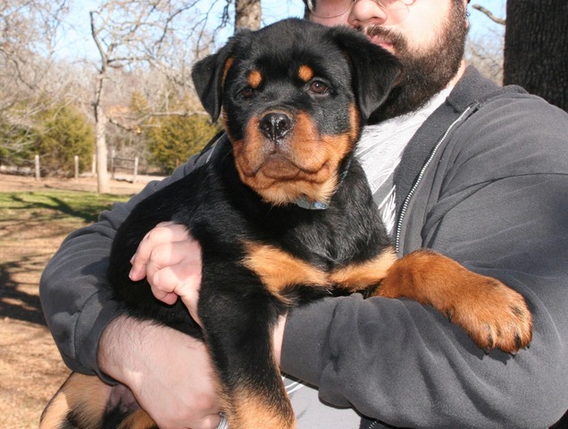 Celine X Arkan Black then Orange and Blue Collar Male at 12 weeks old