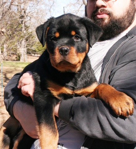 Celine X Arkan Black then Orange and Blue Collar Male at 12 weeks old