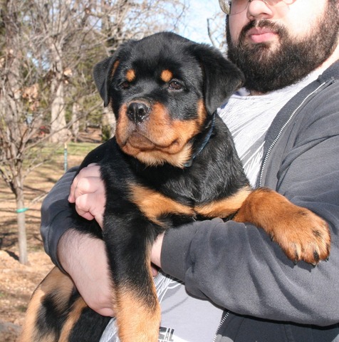 Celine X Arkan Black then Orange and Blue Collar Male at 12 weeks old