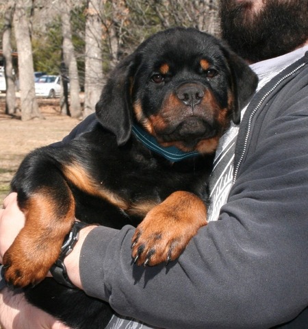 Odin von Warterr at 12 weeks old