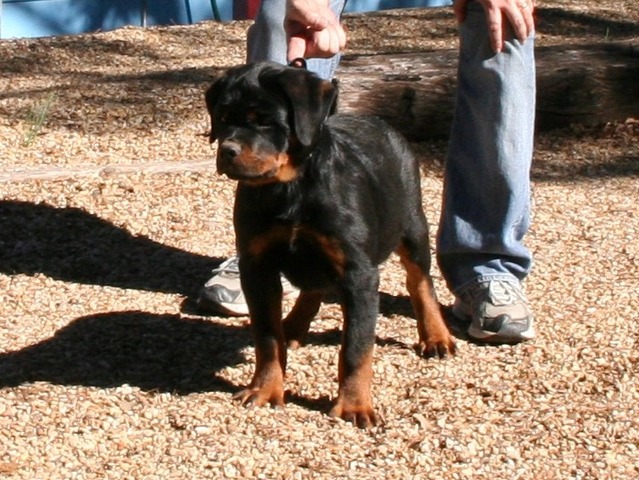 Odin von Warterr at 15 weeks old