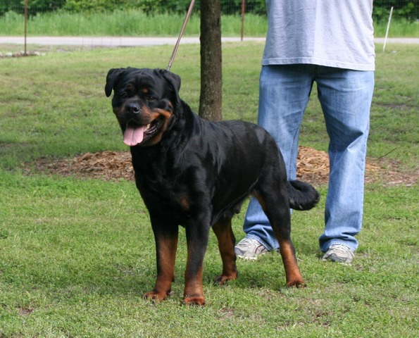 Jennasons Cajun Gianna at 27 months old