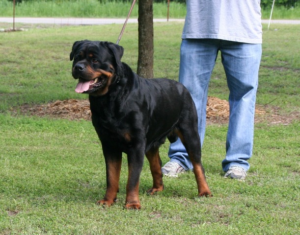 Jennasons Cajun Gianna at 27 months old