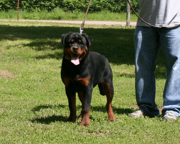 Jennasons Nitro von Warterr at 5 months old