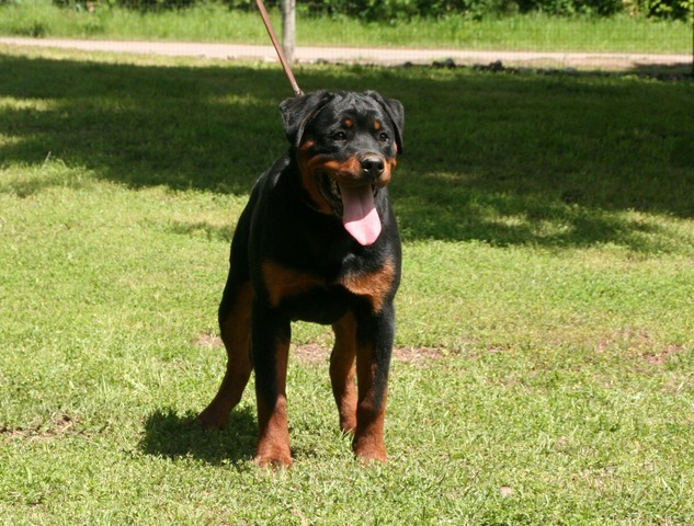 Jennasons Nora von Warterr at 5 months old