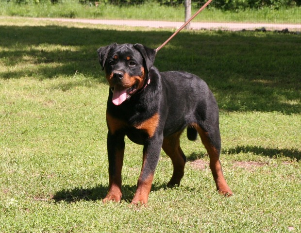 Jennasons Nora von Warterr at 5 months old