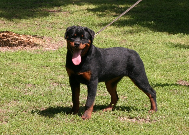 Jennasons Nova von Warterr at 5 months old