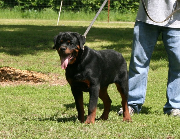 Odin von Warterr at 5 months old