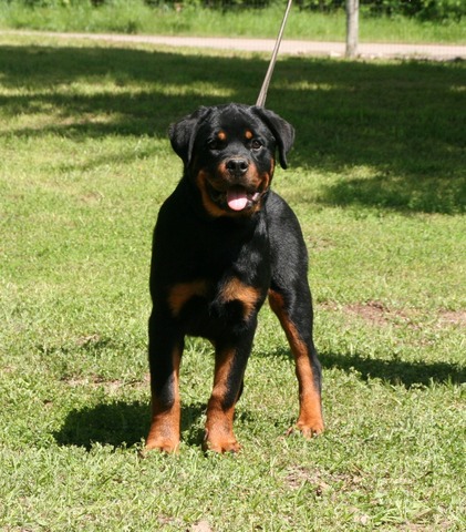 Mila von Warterr at 4 months old