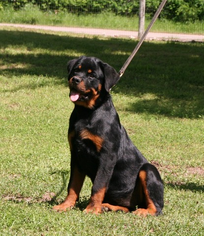 Mila von Warterr at 4 months old