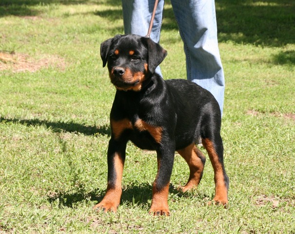 Mercy von Warterr at 4 months old