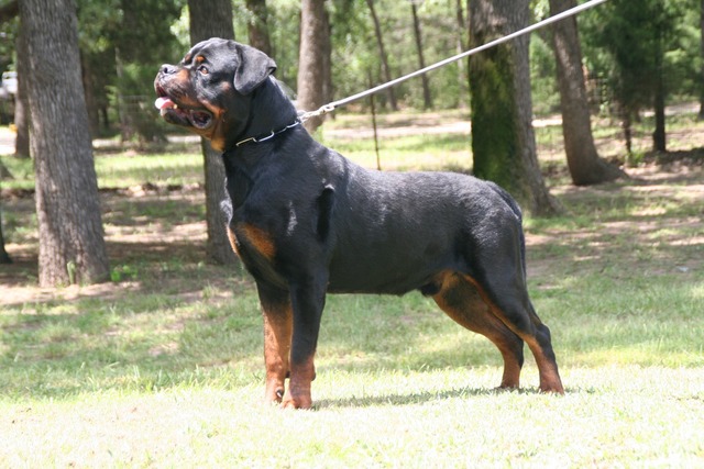 Jennason's Cajun Gunner at 30 months old