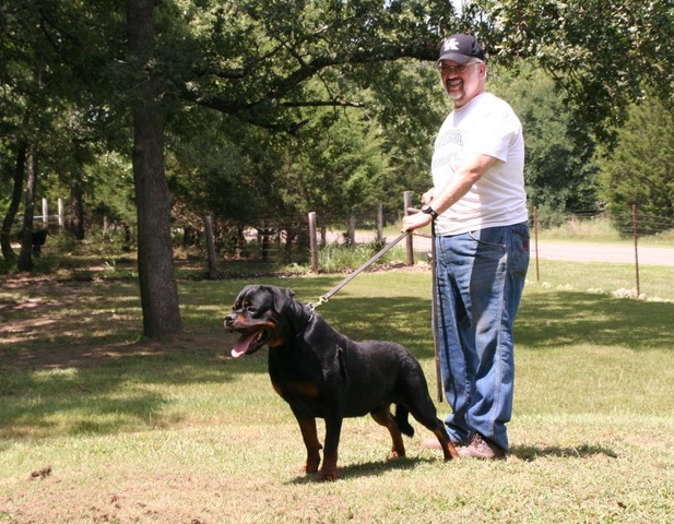 Jennason's Cajun Gunner at 30 months old