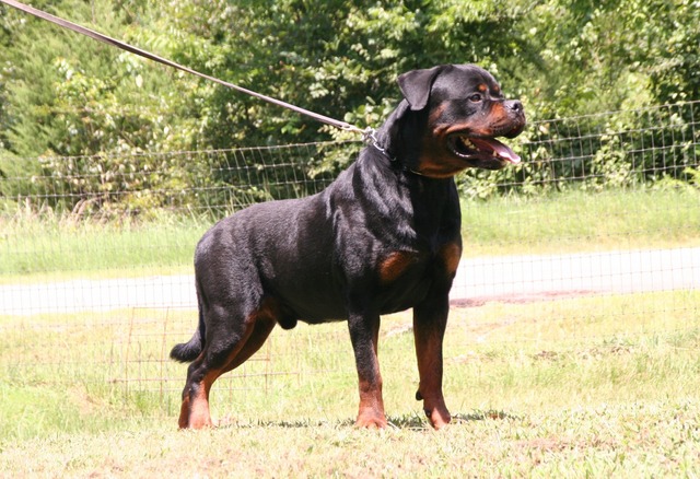 Jennason's Cajun Gunner at 30 months old