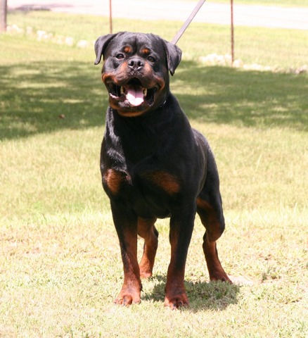 Jennason's Cajun Gunner at 30 months old