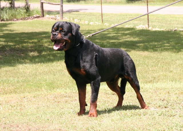 Jennason's Cajun Gunner at 30 months old