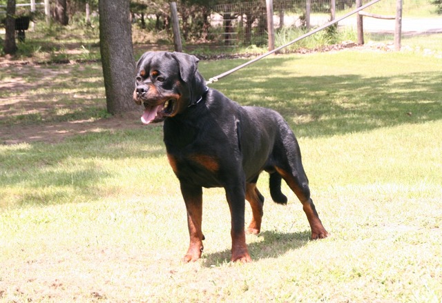 Jennason's Cajun Gunner at 30 months old