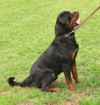 Nitro at 18 months