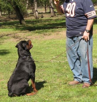 Zeus at 11 months