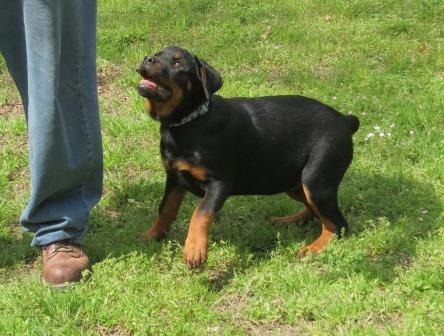 Falcon at 4 months