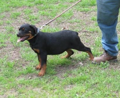 Falcon at 4 months