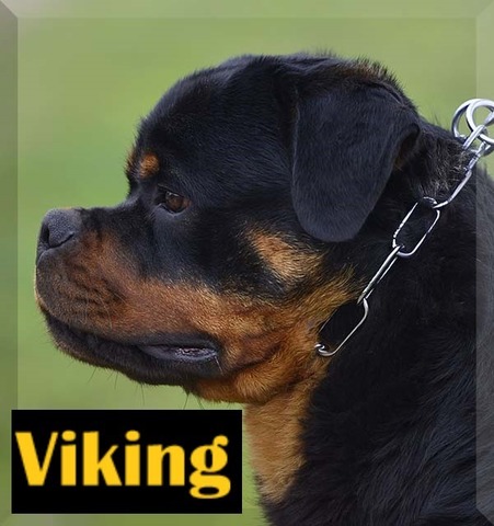 Viking 2B