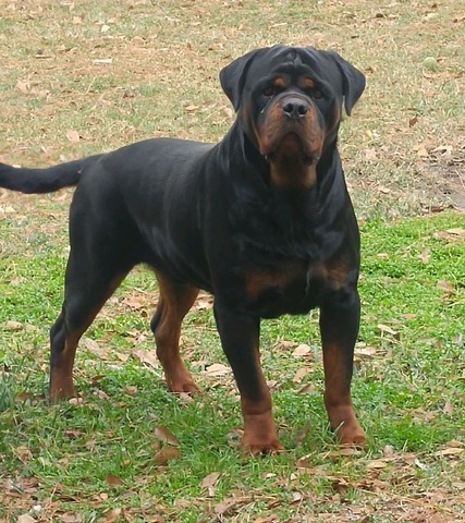 rottweiler stud service