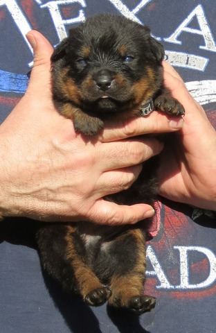 Black M @ 2.5wks