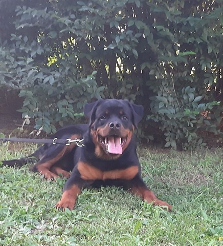 Highlander 6 mo 2