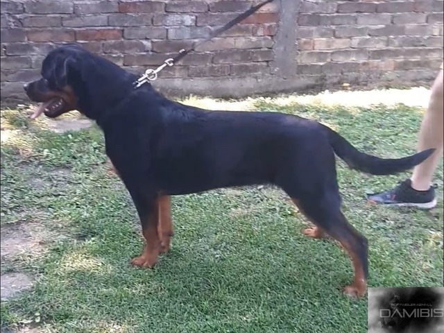 Highlander 7mo