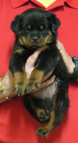 Kaiser 5wks