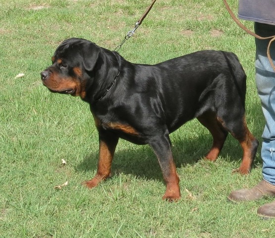 Magnus 5
