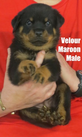 Velour Maroon M @ 5wks