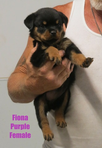 Fiona Purple F @ 7wks