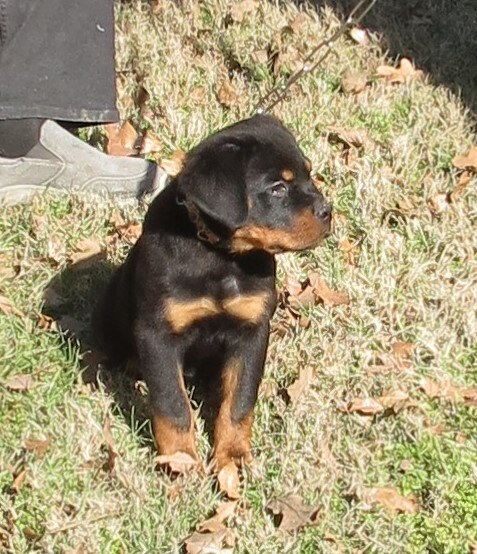 Dannika @ 10wks 3.JPG