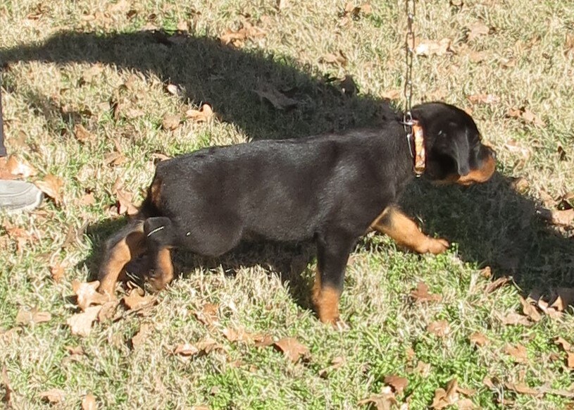 Dannika @ 10wks 2.JPG