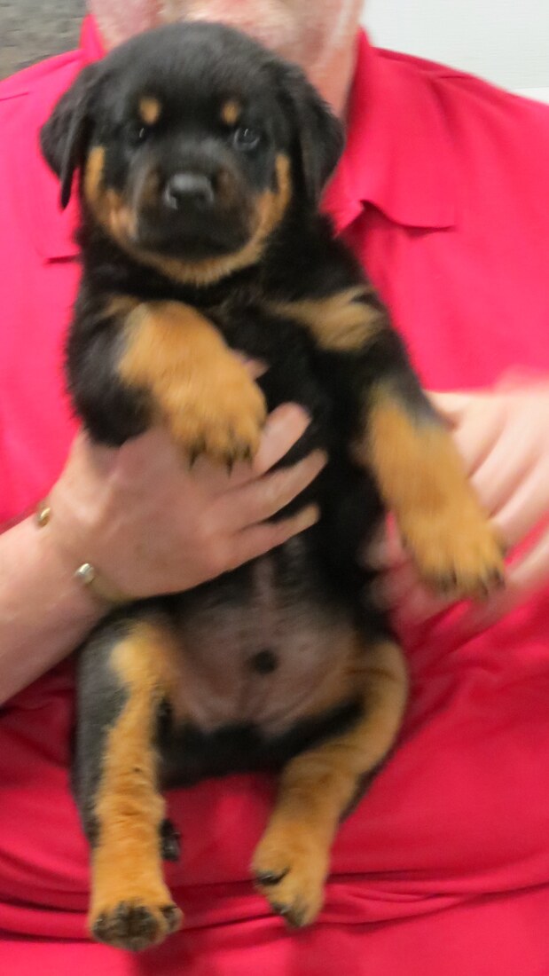 HL Duncan 2 @ 5.5wks.JPG