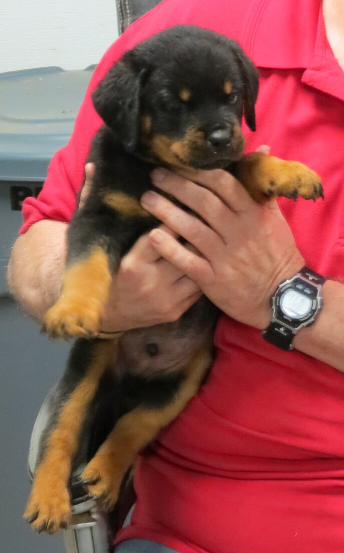 HL McLeod @ 5.5wks 2.JPG