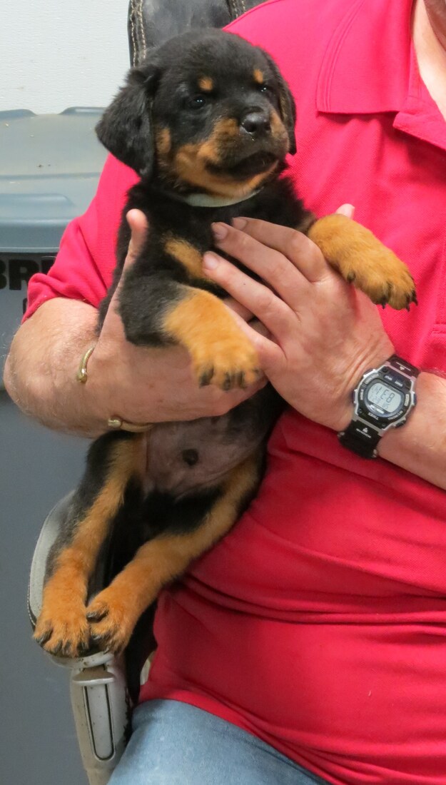 HL McLeod @ 5.5wks 1.JPG