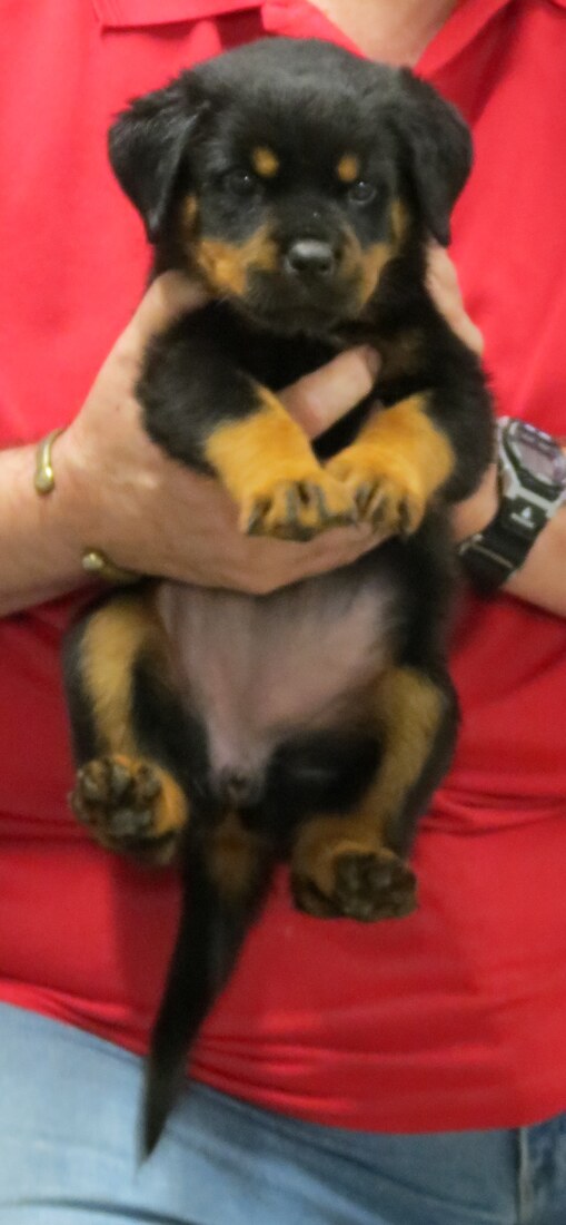 HL Bonny Lass @ 5.5 wks 1.JPG