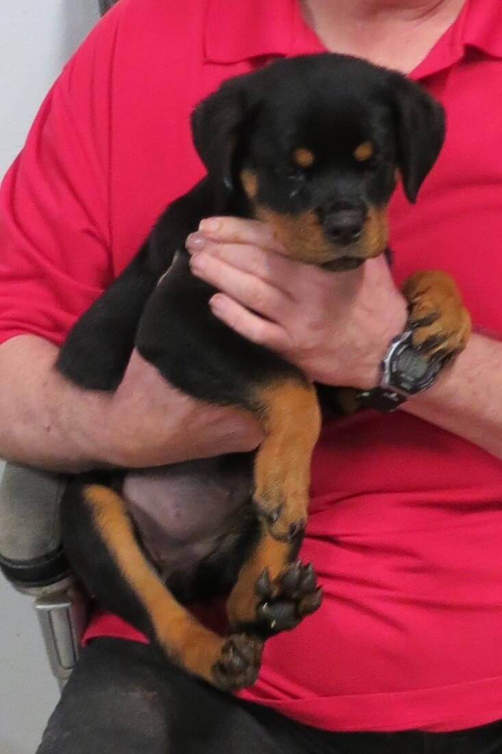 M Grace 2 @ 10wks.JPG