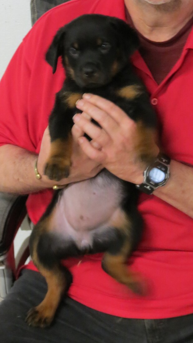 Blitz @ 8.5wks 1.JPG