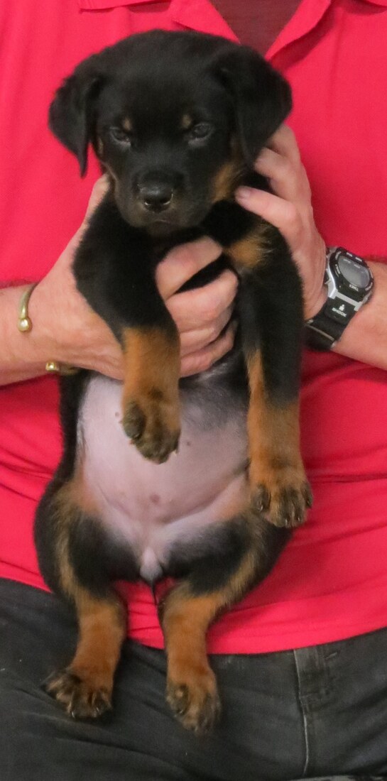 Blitz @ 8.5wks 2.JPG